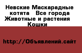 Невские Маскарадные котята - Все города Животные и растения » Кошки   